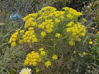 Cachrys libanotis 5, Saxifraga-Willem van Kruijsbergen