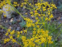 Cachrys sicula 10, Saxifraga-Ed Stikvoort