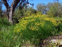 Cachrys sicula 6, Saxifraga-Ed Stikvoort