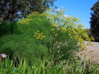 Cachrys sicula 7, Saxifraga-Ed Stikvoort