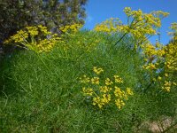 Cachrys sicula 8, Saxifraga-Ed Stikvoort