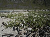 Cakile arctica 2, Saxifraga-Willem van Kruijsbergen