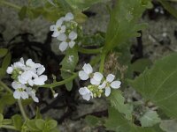 Cakile arctica 3, Saxifraga-Willem van Kruijsbergen
