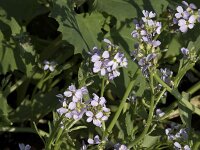 Cakile arctica 5, Saxifraga-Willem van Kruijsbergen