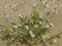 Cakile maritima 11, Zeeraket, Saxifraga-Jan van der Straaten