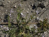 Cakile maritima 13, Saxifraga-Willem van Kruijsbergen