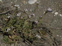 Cakile maritima 14, Saxifraga-Willem van Kruijsbergen