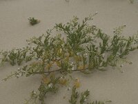 Cakile maritima 15, Zeeraket, Saxifraga-Willem van Kruijsbergen