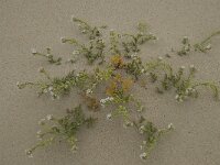 Cakile maritima 16, Zeeraket, Saxifraga-Willem van Kruijsbergen