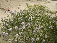 Cakile maritima 20, Zeeraket, Saxifraga-Jan van der Straaten