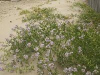 Cakile maritima 21, Zeeraket, Saxifraga-Jan van der Straaten