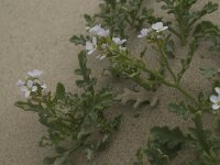 Cakile maritima 22, Zeeraket, Saxifraga-Willem van Kruijsbergen