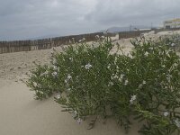 Cakile maritima 25, Zeeraket, Saxifraga-Willem van Kruijsbergen