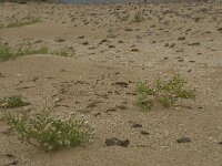 Cakile maritima 27, Zeeraket, Saxifraga-Willem van Kruijsbergen