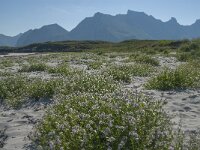 Cakile maritima 33, Zeeraket, Saxifraga-Jan van der Straaten