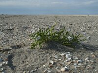 Cakile maritima 35, Zeeraket, Saxifraga-Willem van Kruijsbergen