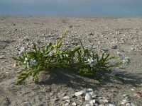 Cakile maritima 36, Zeeraket, Saxifraga-Willem van Kruijsbergen