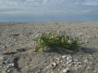 Cakile maritima 37, Zeeraket, Saxifraga-Willem van Kruijsbergen