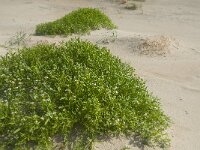 Cakile maritima 38, Zeeraket, Saxifraga-Jan van der Straaten