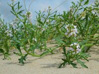 Cakile maritima 39, Zeeraket, Saxifraga-Ed Stikvoort