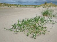 Cakile maritima 40, Zeeraket, Saxifraga-Ed Stikvoort
