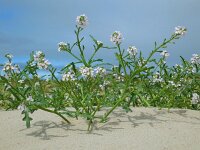 Cakile maritima 41, Zeeraket, Saxifraga-Ed Stikvoort