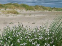Cakile maritima 43, Zeeraket, Saxifraga-Ed Stikvoort