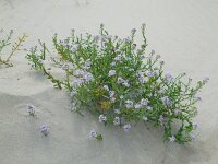 Cakile maritima 44, Zeeraket, Saxifraga-Ed Stikvoort