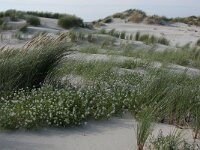 Cakile maritima 49, Zeeraket, Saxifraga-Hans Boll