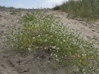 Cakile maritima 50, Zeeraket, Saxifraga-Willem van Kruijsbergen