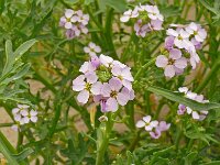 Cakile maritima 55, Zeeraket, Saxifraga-Hans Grotenhuis