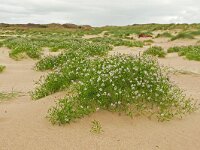 Cakile maritima 56, Zeeraket, Saxifraga-Hans Grotenhuis