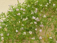 Cakile maritima 57, Zeeraket, Saxifraga-Hans Grotenhuis