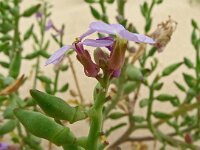 Cakile maritima 58, Zeeraket, Saxifraga-Hans Grotenhuis