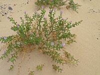 Cakile maritima 59, Zeeraket, Saxifraga-Hans Grotenhuis