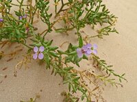 Cakile maritima 60, Zeeraket, Saxifraga-Hans Grotenhuis