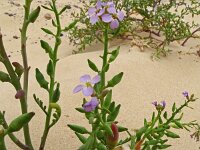 Cakile maritima 61, Zeeraket, Saxifraga-Hans Grotenhuis