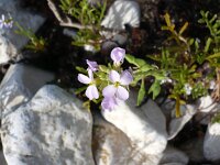 Cakile maritima 7, Zeeraket, Saxifraga-Jasenka Topic