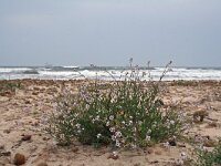 Cakile maritima 8, Zeeraket, Saxifraga-Jeroen Willemsen