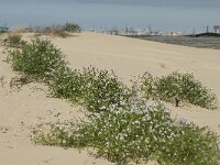 Cakile maritima 9, Zeeraket, Saxifraga-Jan van der Straaten