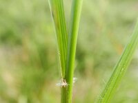 Calamagrostis arundinacea 8, Bosstruisriet, Saxifraga-Rutger Barendse