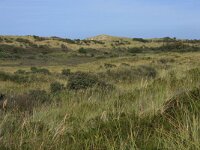Calamagrostis epigejos 17, Duinriet, Saxifraga-Hans Boll