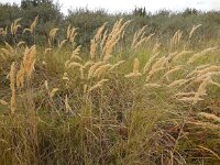 Calamagrostis epigejos 33, Duinriet, Saxifraga-Ed Stikvoort