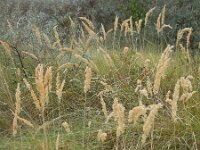 Calamagrostis epigejos 35, Duinriet, Saxifraga-Ed Stikvoort