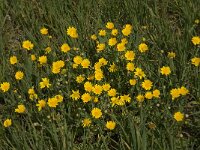 Calendula arvensis 16, Akkergoudsbloem, Saxifraga-Willem van Kruijsbergen