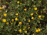 Calendula arvensis 18, Akkergoudsbloem, Saxifraga-Willem van Kruijsbergen