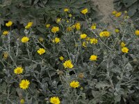 Calendula arvensis 21, Akkergoudsbloem, Saxifraga-Willem van Kruijsbergen