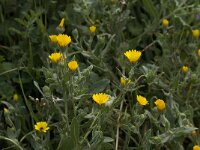 Calendula arvensis 22, Akkergoudsbloem, Saxifraga-Willem van Kruijsbergen