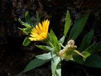 Calendula arvensis 33, Akkergoudsbloem, Saxifraga-Ed Stikvoort