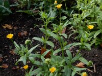 Calendula arvensis 36, Akkergoudsbloem, Saxifraga-Ed Stikvoort